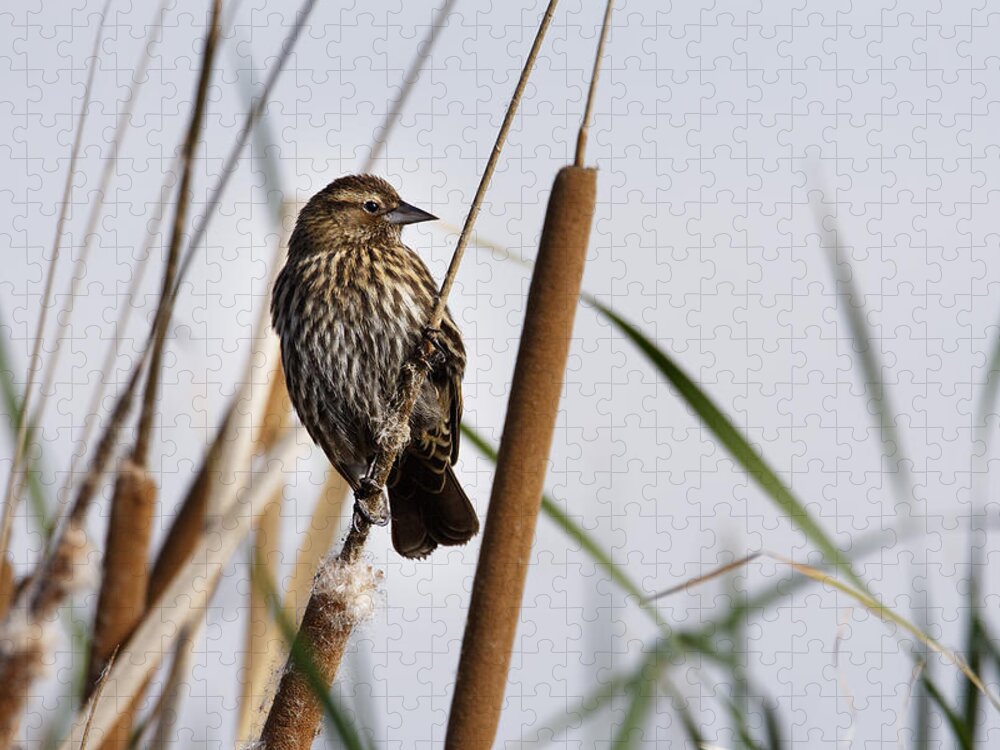 Looking Over The Marsh Jigsaw Puzzle featuring the photograph Looking Over The Marsh -- Female Red-Winged Blackbird at Merced National Wildlife Refuge, California by Darin Volpe