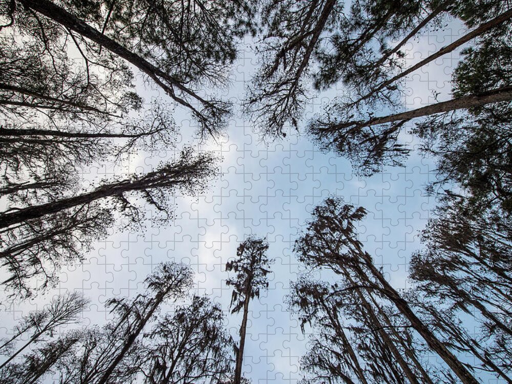 Nature Jigsaw Puzzle featuring the photograph Looking Up by Joe Leone
