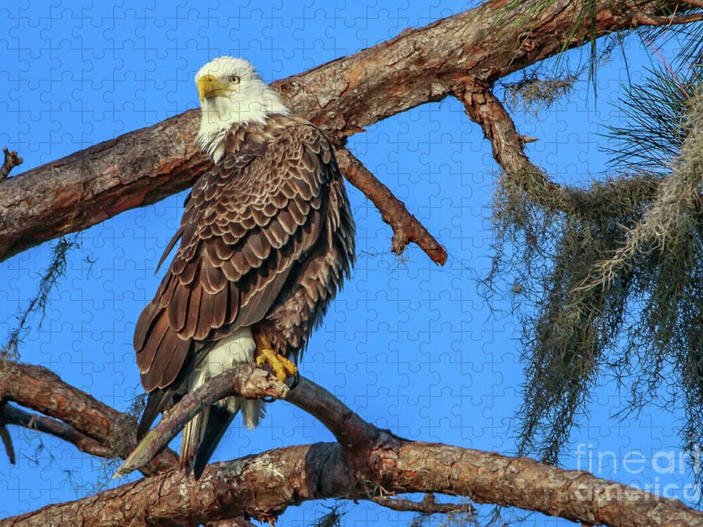 Eagle Jigsaw Puzzle featuring the photograph Lookout Eagle by Tom Claud