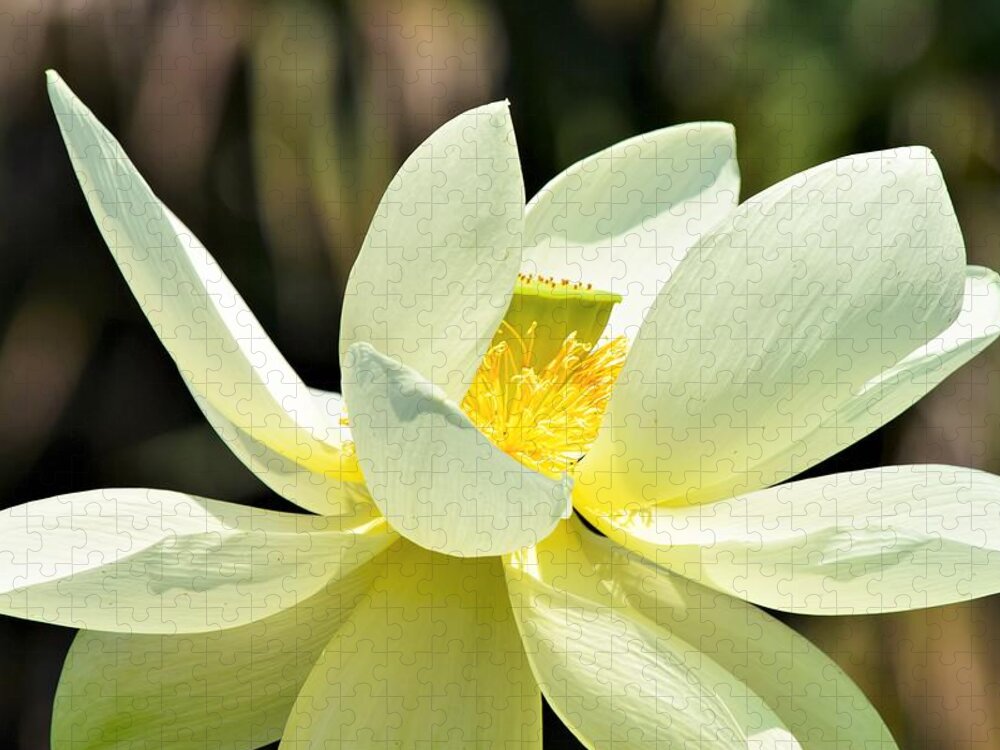 Lotus Jigsaw Puzzle featuring the photograph Lotus by Mary Ann Artz