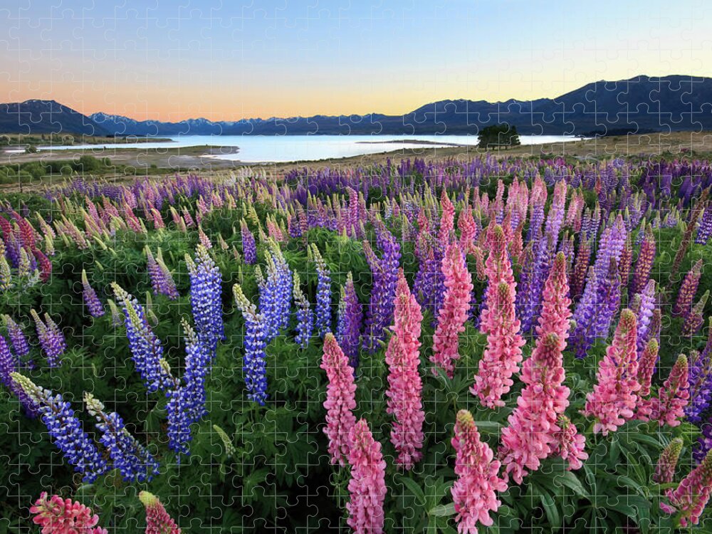 Scenics Jigsaw Puzzle featuring the photograph Lupins by (c) Chris Gin