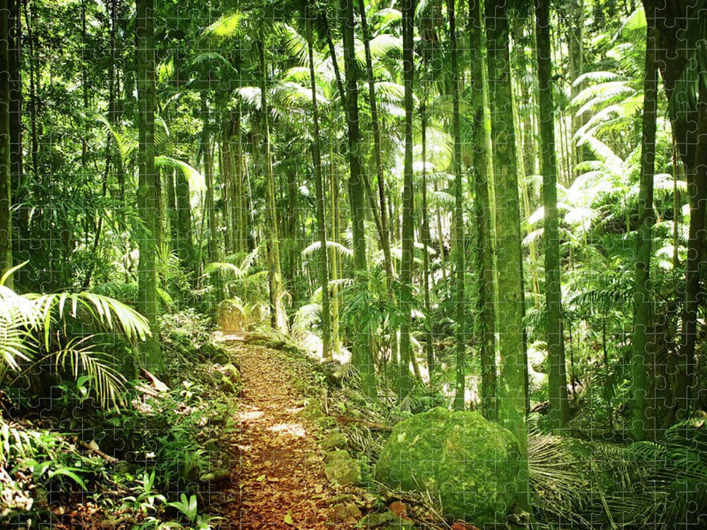 Tropical Rainforest Jigsaw Puzzle featuring the photograph Lush Green Rainforest With Palms by Hidesy