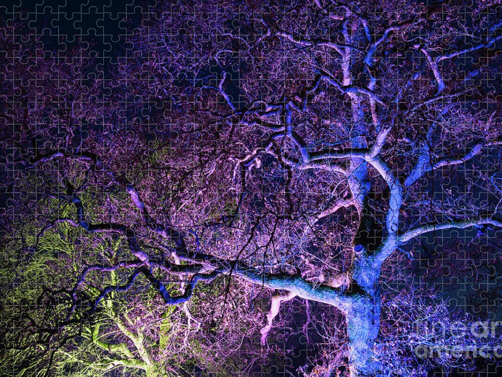 Tree Jigsaw Puzzle featuring the photograph Magical Light by Tim Gainey