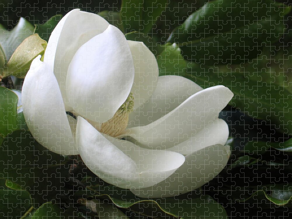 Southern Usa Jigsaw Puzzle featuring the photograph Magnolia Blossom by Kathryn8