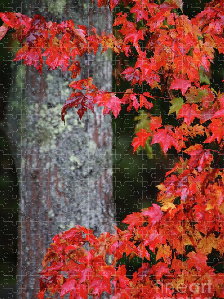 Maine Fall Colors Jigsaw Puzzle featuring the photograph Maine in the Fall by Terri Brewster