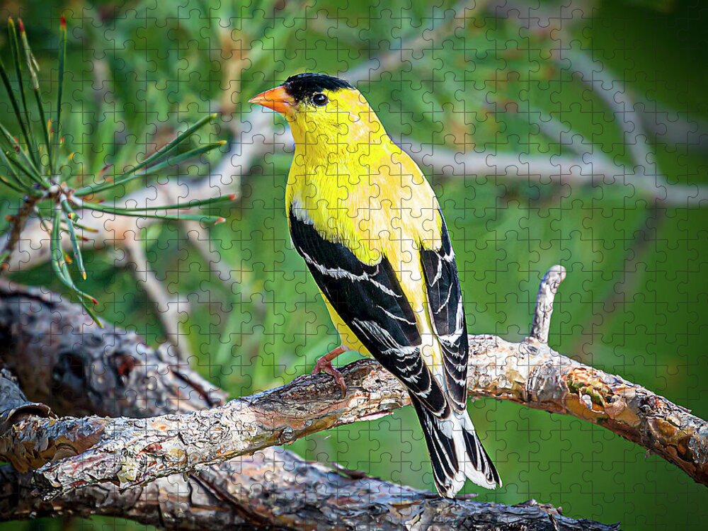 Bird Jigsaw Puzzle featuring the photograph Male American Goldfinch by Fred J Lord