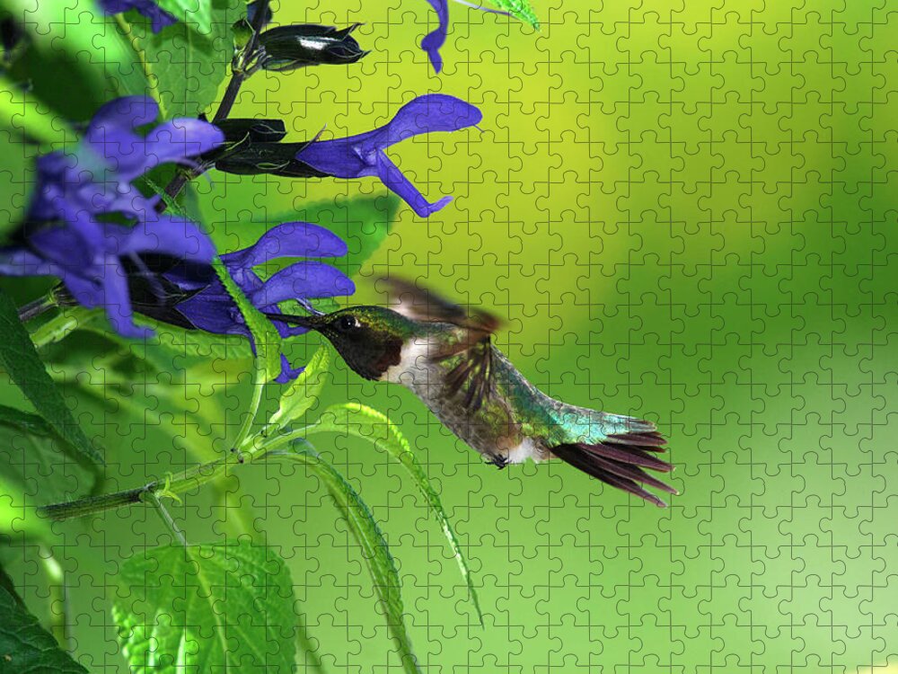 Animal Themes Jigsaw Puzzle featuring the photograph Male Hummingbird Feeding On Salvia by Dansphotoart On Flickr