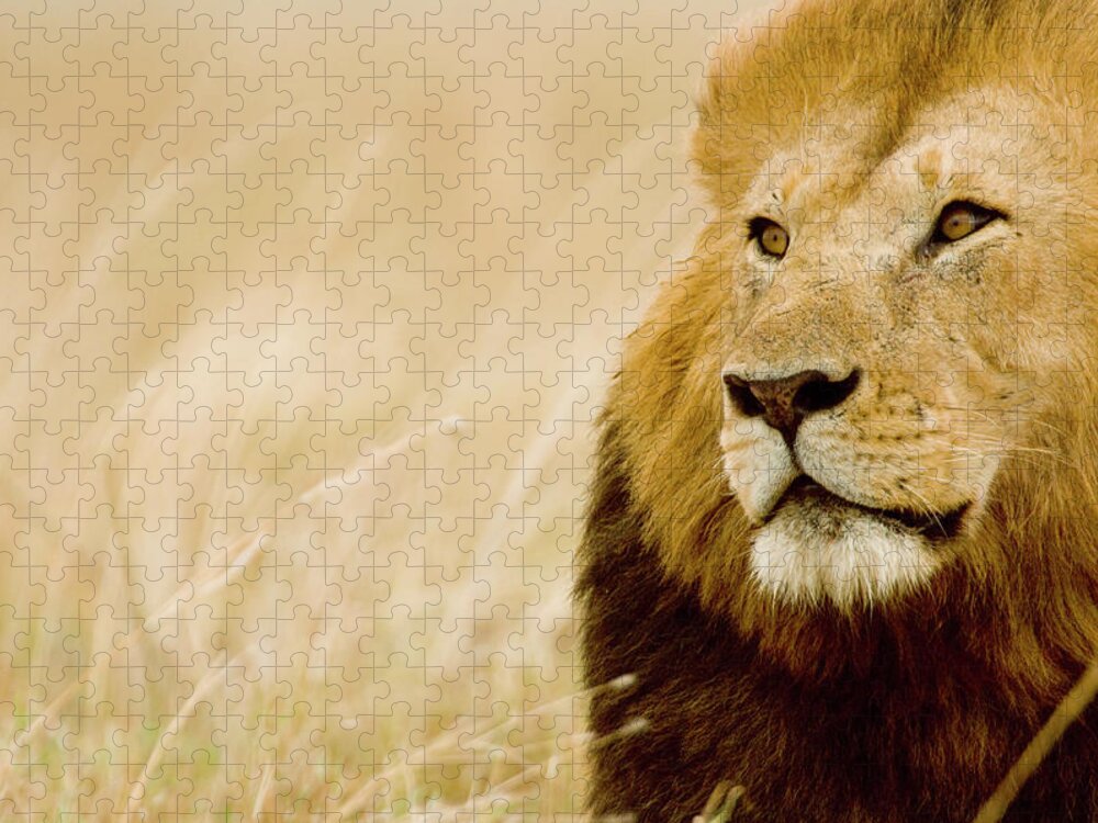 Kenya Jigsaw Puzzle featuring the photograph Male Lion Panthera Leo Portrait, Masai by Federico Veronesi