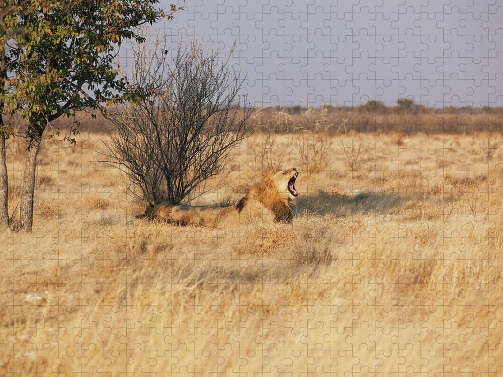 Grass Jigsaw Puzzle featuring the photograph Male Lion Yawning by Bjarte Rettedal
