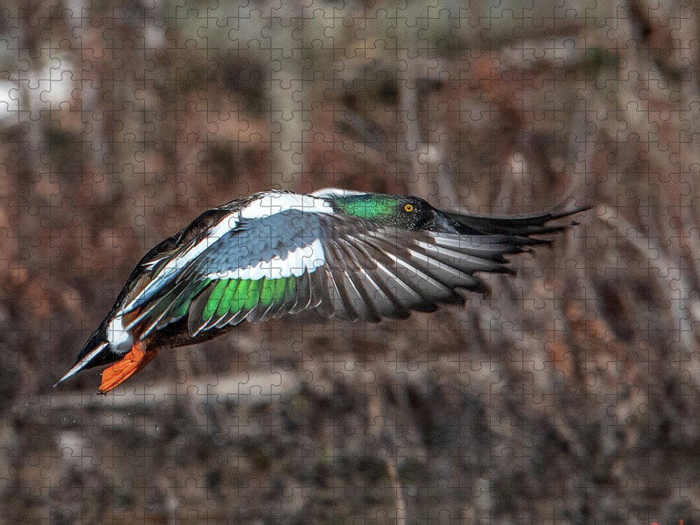 Nature Jigsaw Puzzle featuring the photograph Male Northern Shoveler in Flight DWF0182 by Gerry Gantt