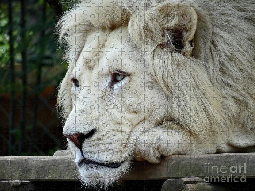 Male Animal Jigsaw Puzzle featuring the photograph Male White Lion Panthera Leo Krugeri by Jany