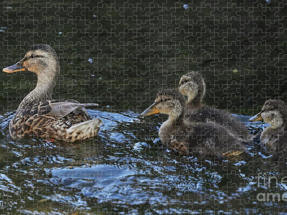 Water Bird Jigsaw Puzzle featuring the photograph Mallard and Three Ducklings Swimming by Pablo Avanzini
