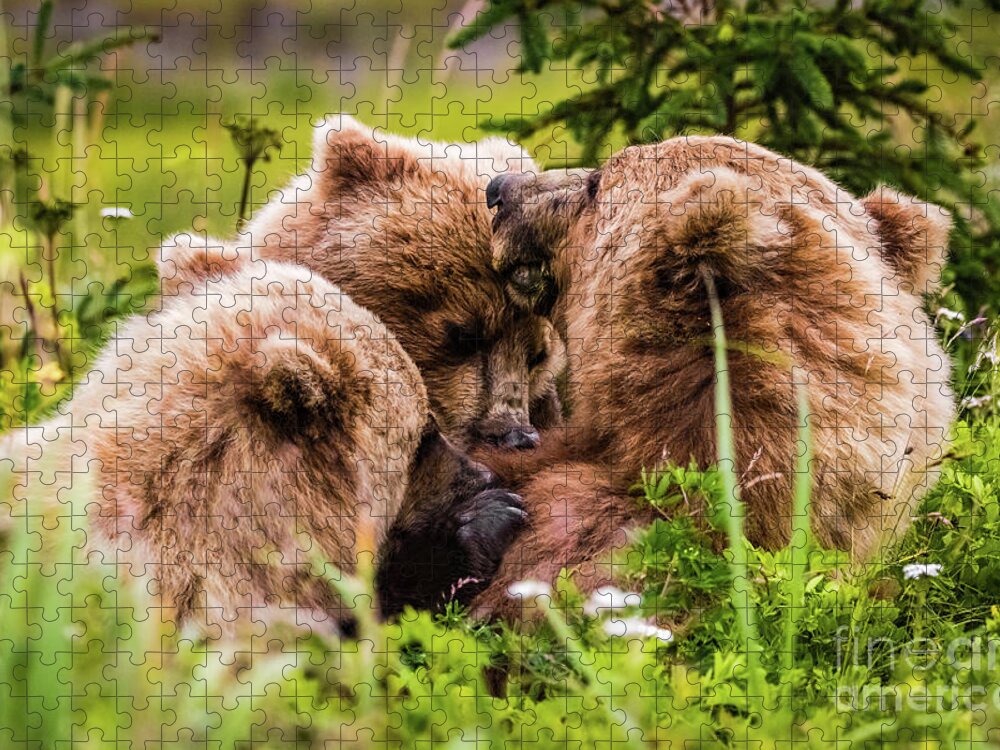 Cub Jigsaw Puzzle featuring the photograph Mama bear nursing her two cubs, Lake Clark National Park, Alaska by Lyl Dil Creations