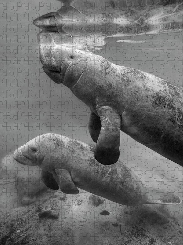 Disk1215 Jigsaw Puzzle featuring the photograph Manatee Mom And Baby by Tim Fitzharris