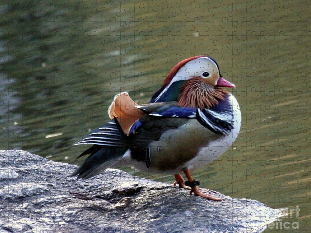 Mandarin Duck Jigsaw Puzzle featuring the photograph Mandarin Duck 2 by Patricia Youngquist