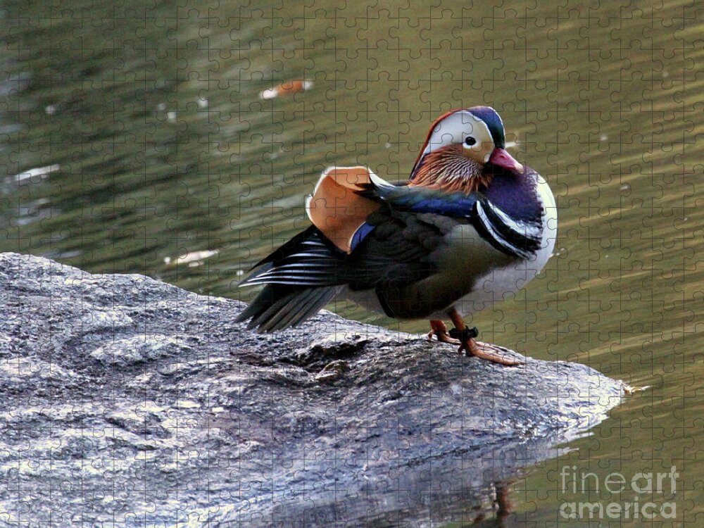 Mandarin Duck Jigsaw Puzzle featuring the photograph Mandarin Duck 4 by Patricia Youngquist