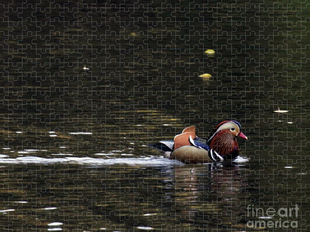 Mandarin Duck Jigsaw Puzzle featuring the photograph Mandarin Duck 7 by Patricia Youngquist