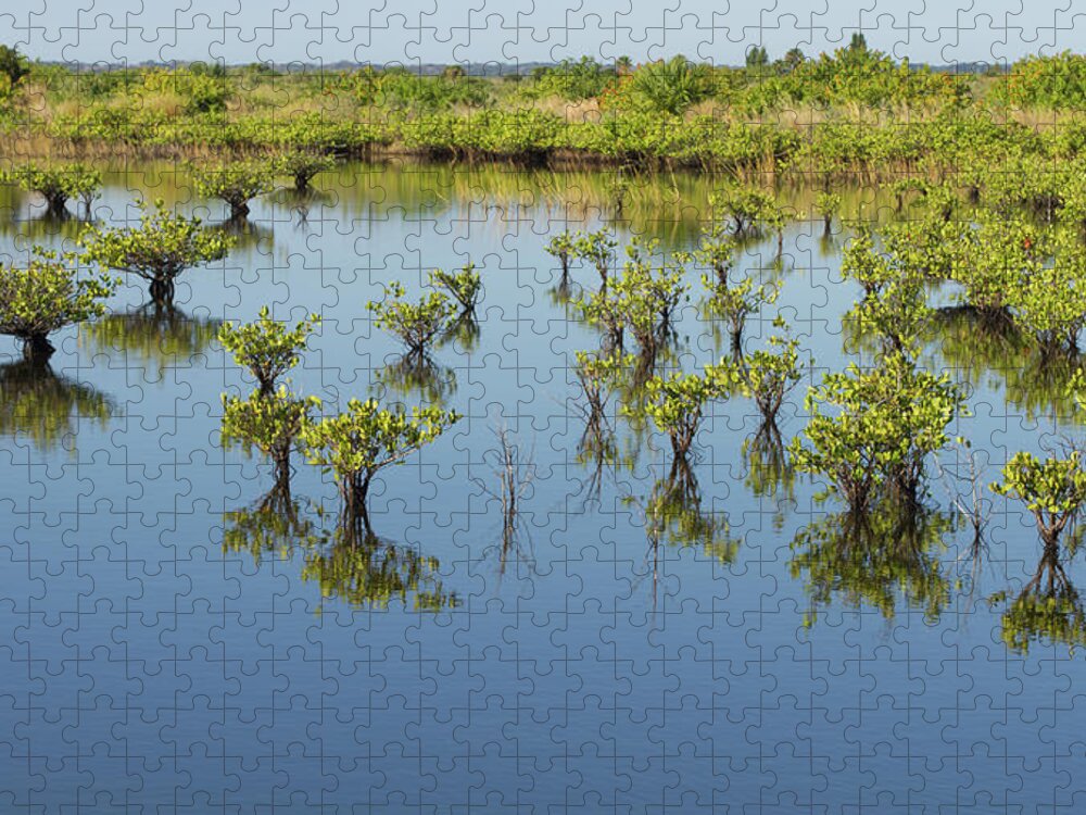 Mangrove Jigsaw Puzzle featuring the photograph Mangrove Nursery by Paul Rebmann