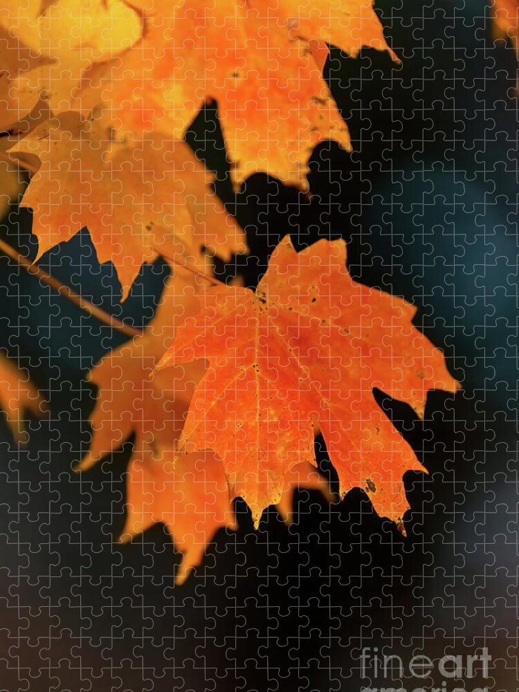 Cayce Jigsaw Puzzle featuring the photograph Maple-1 by Charles Hite