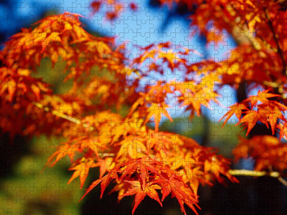Orange Color Jigsaw Puzzle featuring the photograph Maple Leaf Blossom by ++++++
