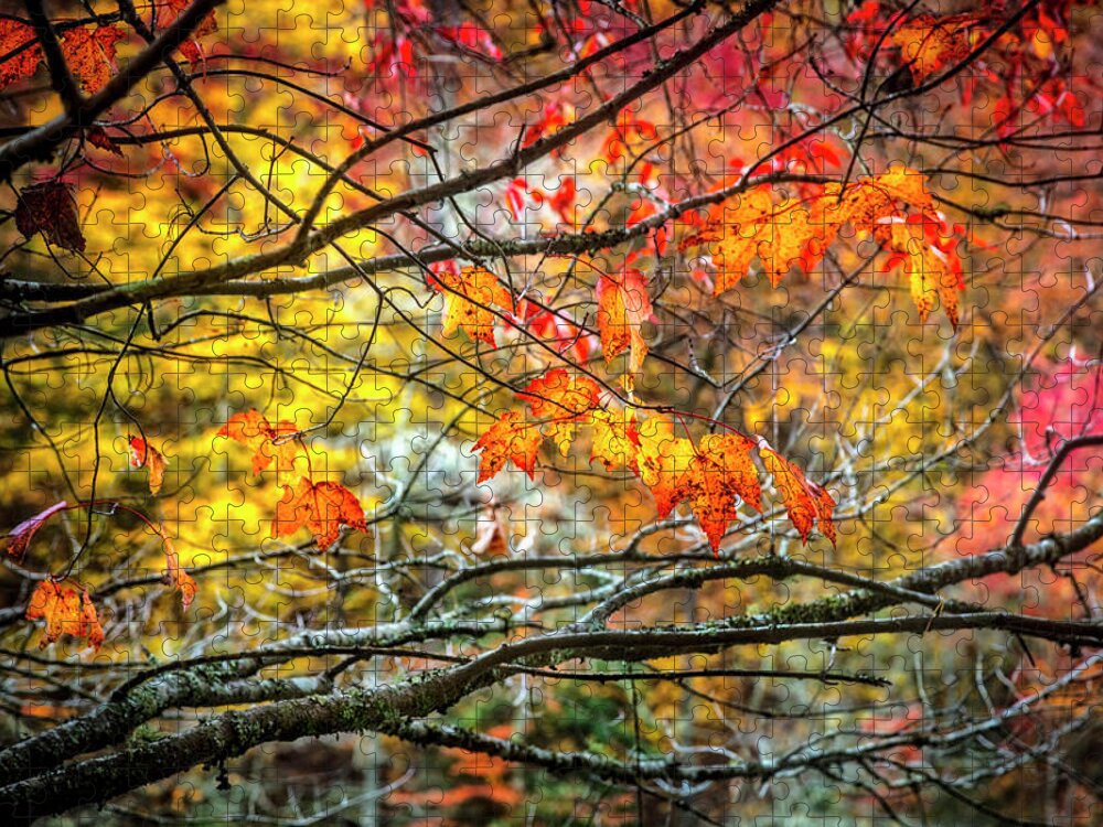 Appalachia Jigsaw Puzzle featuring the photograph Maples of Red and Gold by Debra and Dave Vanderlaan