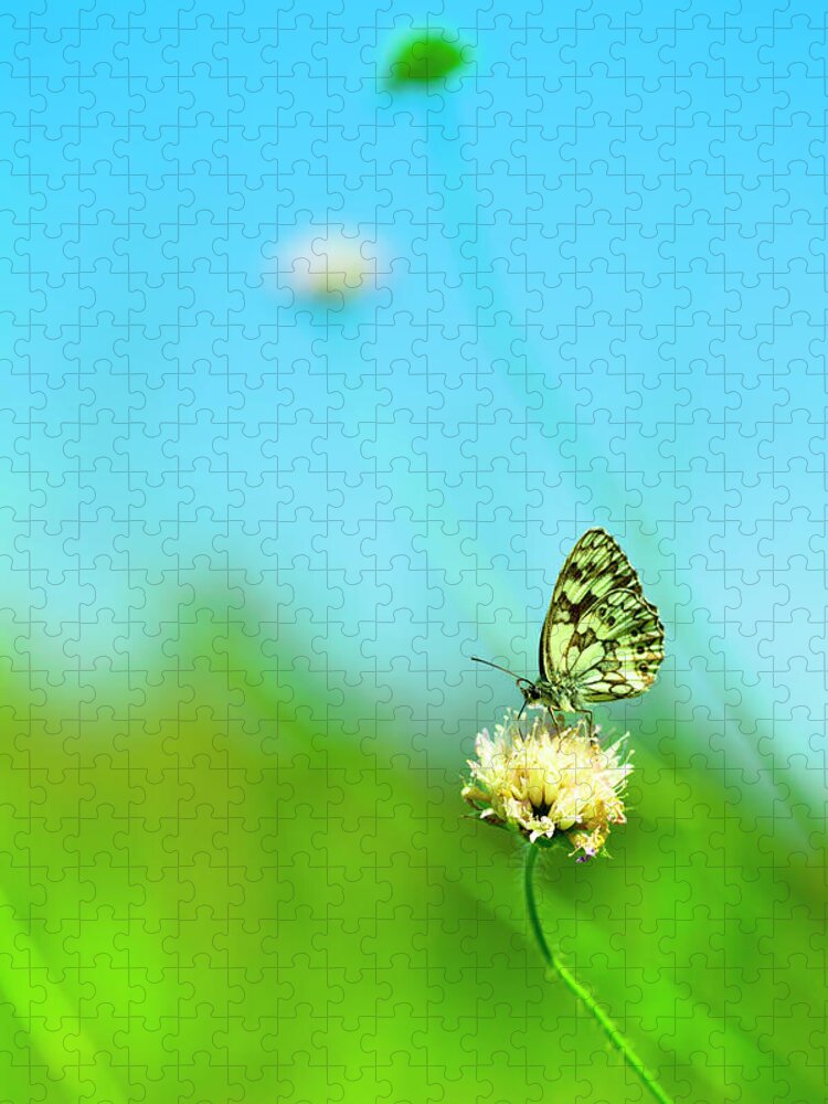 Insect Jigsaw Puzzle featuring the photograph Marbled White Butterfly Pollinating by Pawel.gaul