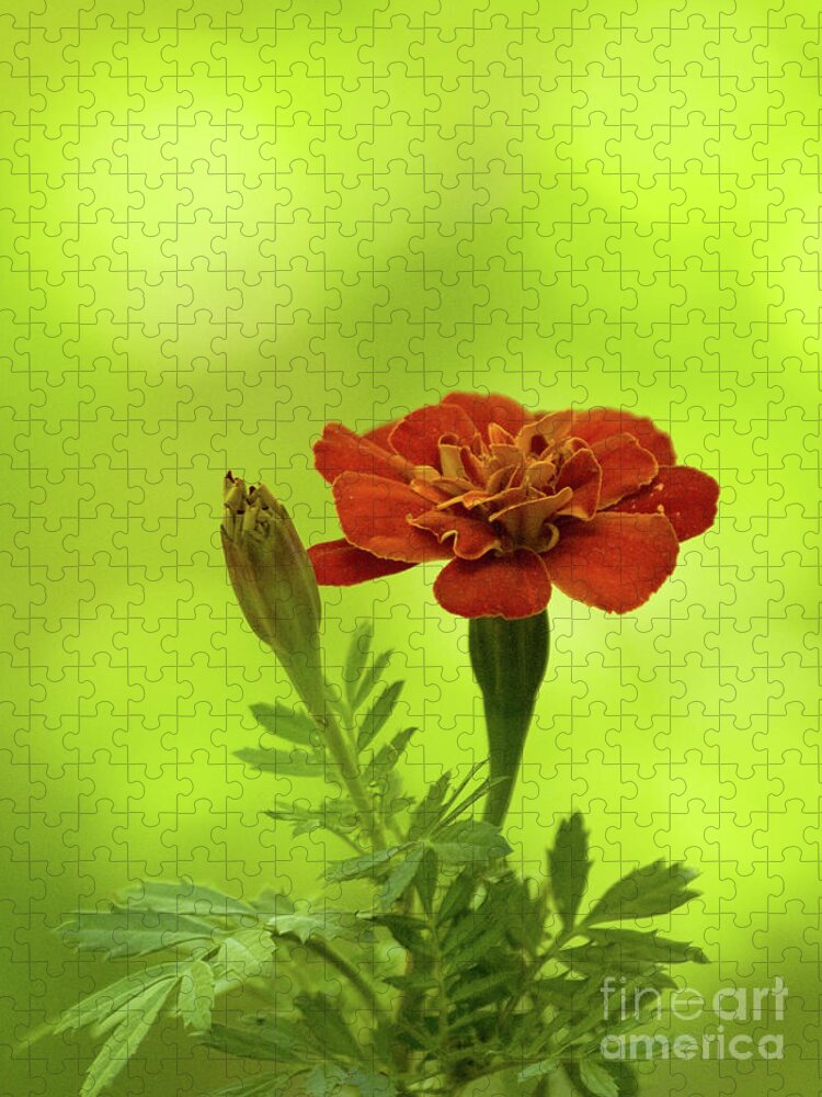 Color Jigsaw Puzzle featuring the photograph Marigold On A Brilliant Spring Day by Dorothy Lee