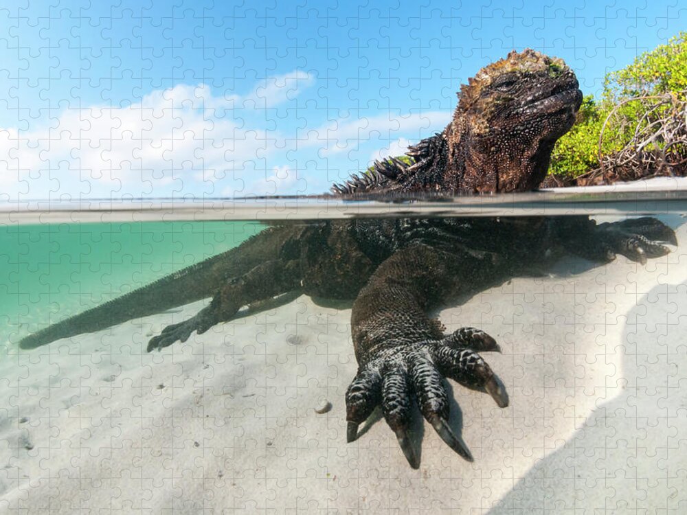 Animals Jigsaw Puzzle featuring the photograph Marine Iguana In Turtle Cove Shallows by Tui De Roy