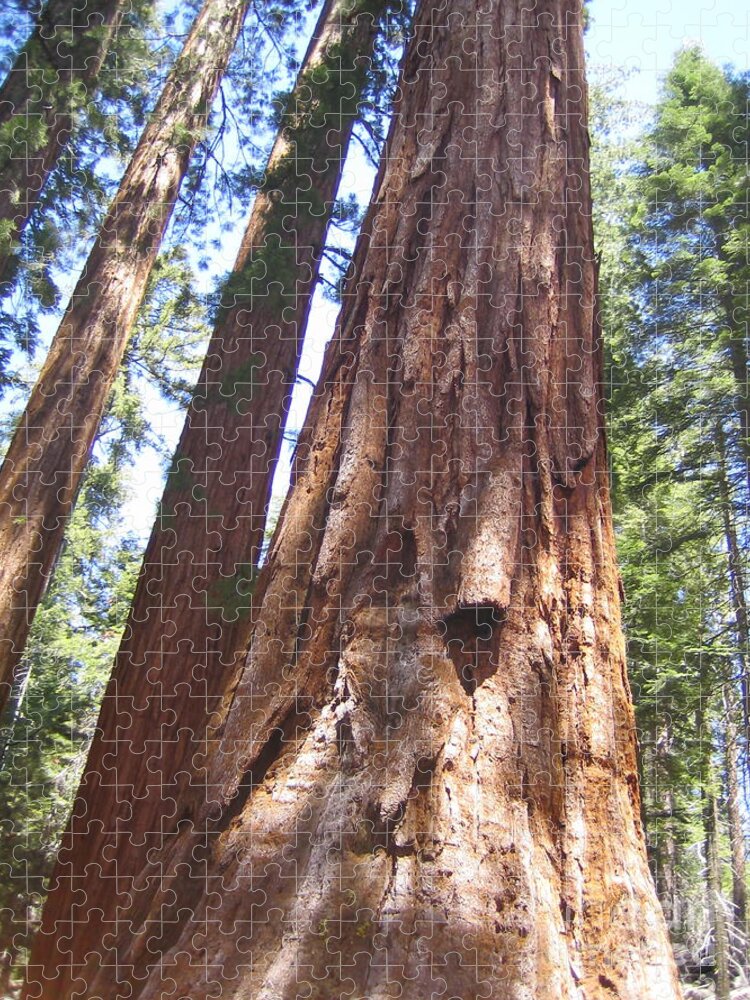 Yosemite Jigsaw Puzzle featuring the photograph Mariposa Grove Giant Ancient Trees Yosemite National Park by John Shiron