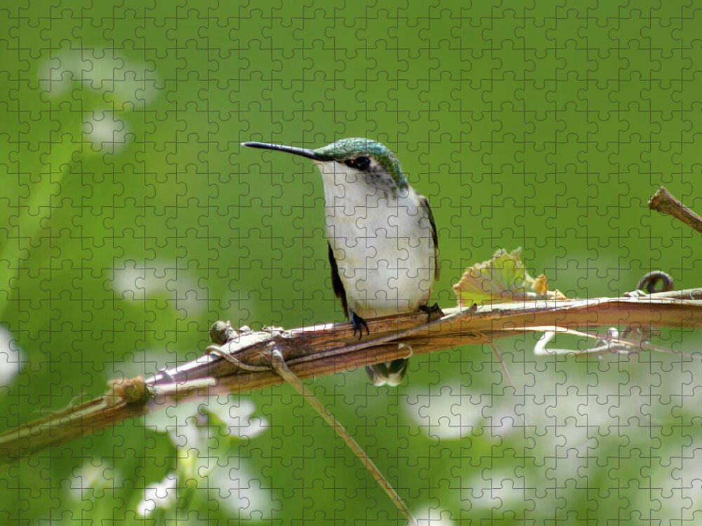 Birds Jigsaw Puzzle featuring the photograph Meadow Hummingbird Square by Christina Rollo