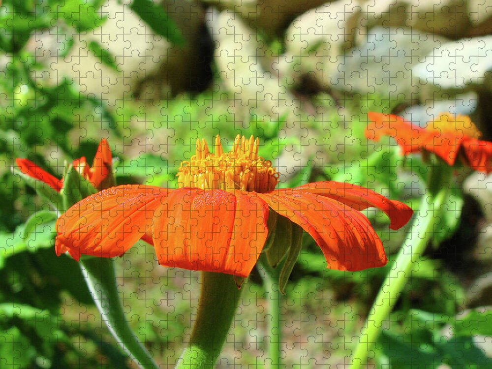 Mexican Sunflower Jigsaw Puzzle featuring the photograph Mexican Sunflower 20 by Amy E Fraser