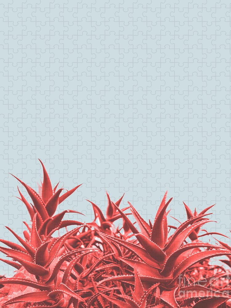 Aloe Jigsaw Puzzle featuring the photograph Minimal contemporary creative design with aloe plant in coral co by Jelena Jovanovic