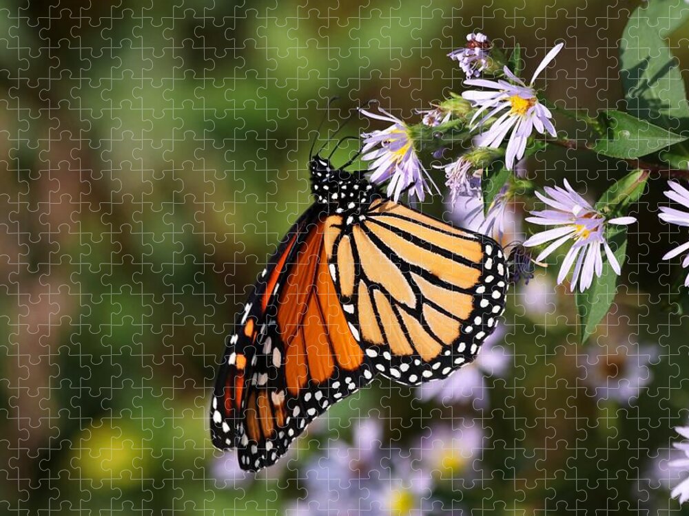 Monarch Jigsaw Puzzle featuring the photograph Monarch Butterfly II 2018 by Carol Montoya