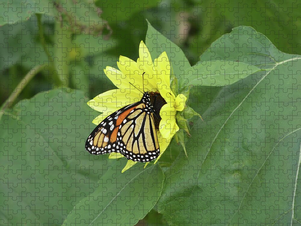 Sunflower Jigsaw Puzzle featuring the photograph Monarch on Sunflower by Aimee L Maher ALM GALLERY