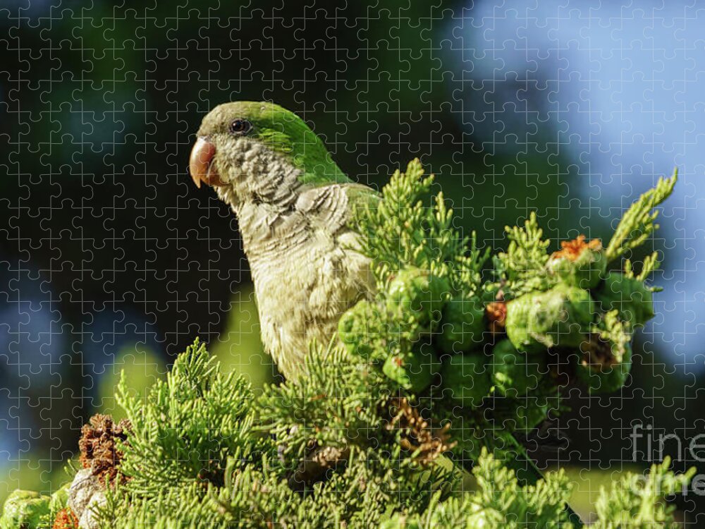 Ara Jigsaw Puzzle featuring the photograph Monk Parakeet Perched on a Tree by Pablo Avanzini