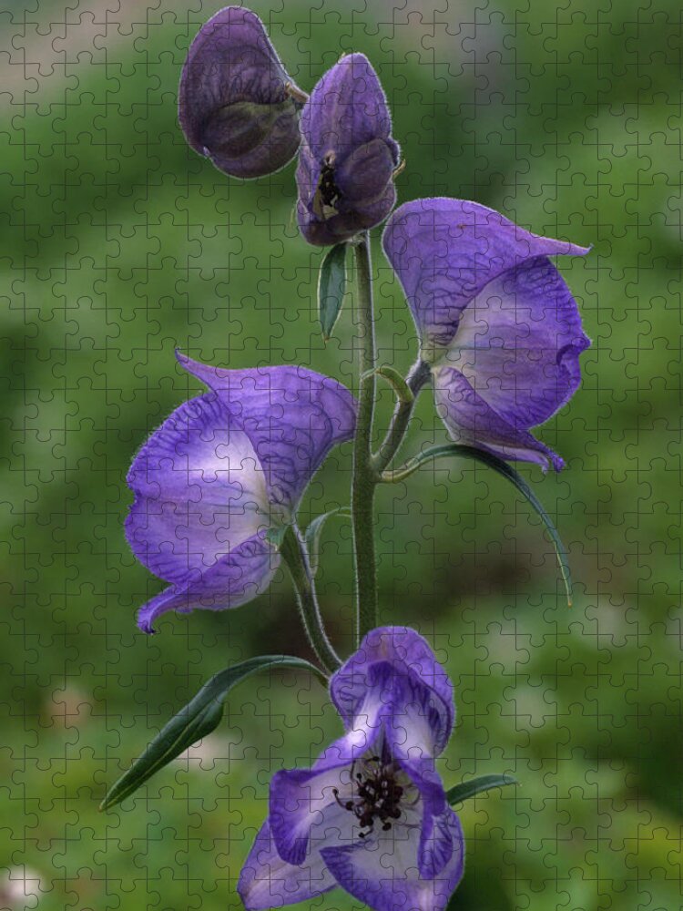 Aconitum Jigsaw Puzzle featuring the photograph Monkshood Flowers Aconitum by Nhpa