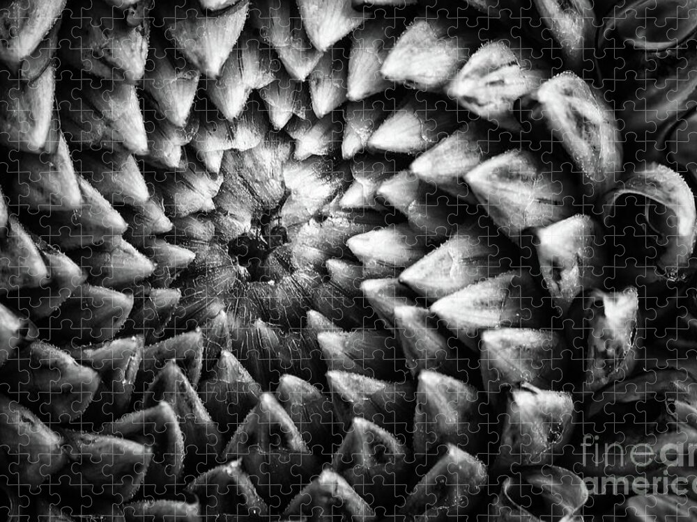 Dahlia Jigsaw Puzzle featuring the photograph Monochrome dahlia flower head pattern by Simon Bratt