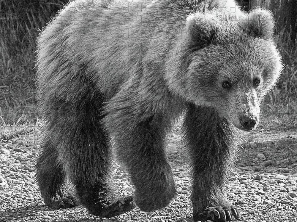 Bear Jigsaw Puzzle featuring the photograph Monochrome image of an Alaska Brown Bear walking by Mark Hunter