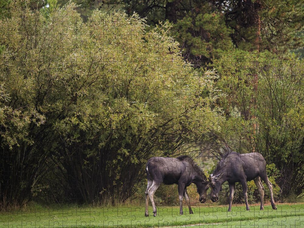 Young Moose At Play Jigsaw Puzzle featuring the photograph Moose at play by Julieta Belmont