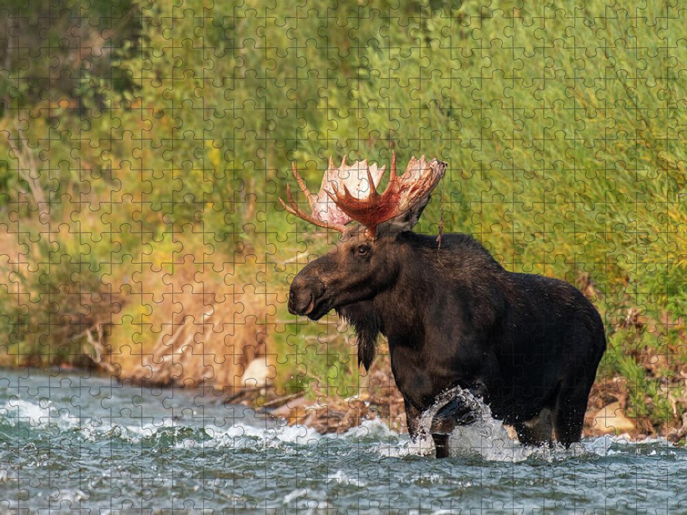 River Jigsaw Puzzle featuring the photograph Moose crossing by Mary Hone