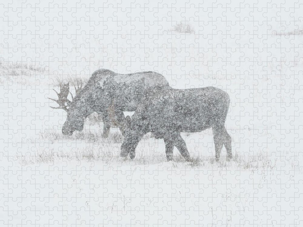 Moose Jigsaw Puzzle featuring the photograph Moose In A Snowstorm by Patrick Nowotny