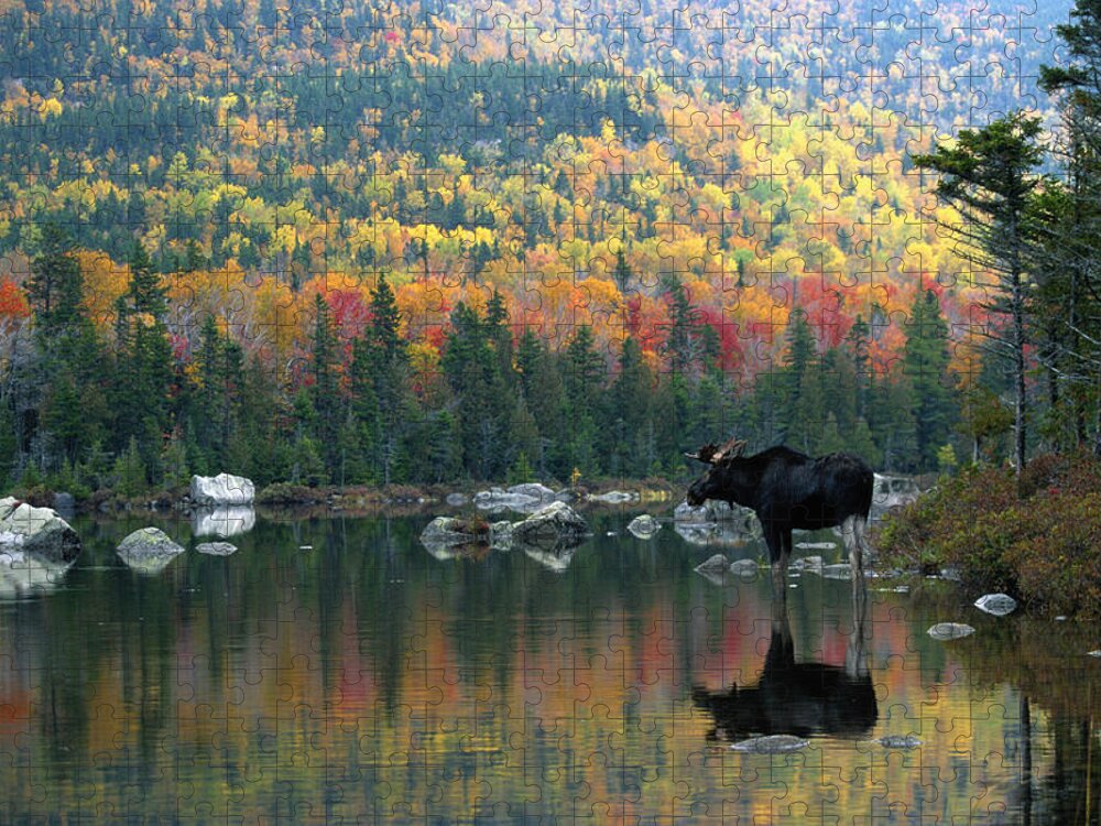 Animal Themes Jigsaw Puzzle featuring the photograph Moose by Jeremy Woodhouse