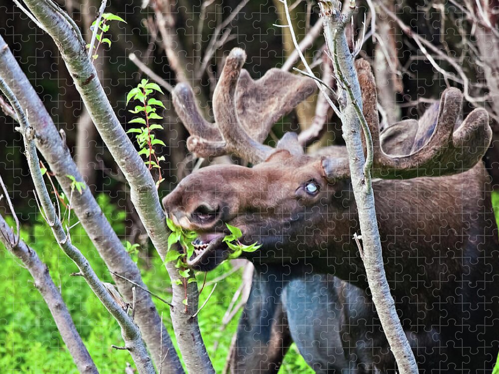 Moose Jigsaw Puzzle featuring the photograph Moose with an anomalous eye, at dinner time by Tatiana Travelways