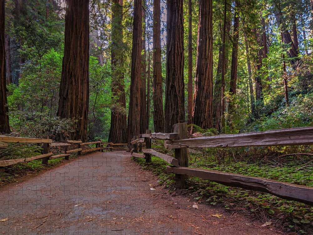Muir Woods Jigsaw Puzzle featuring the photograph Morning in Muir Woods by Kristen Wilkinson