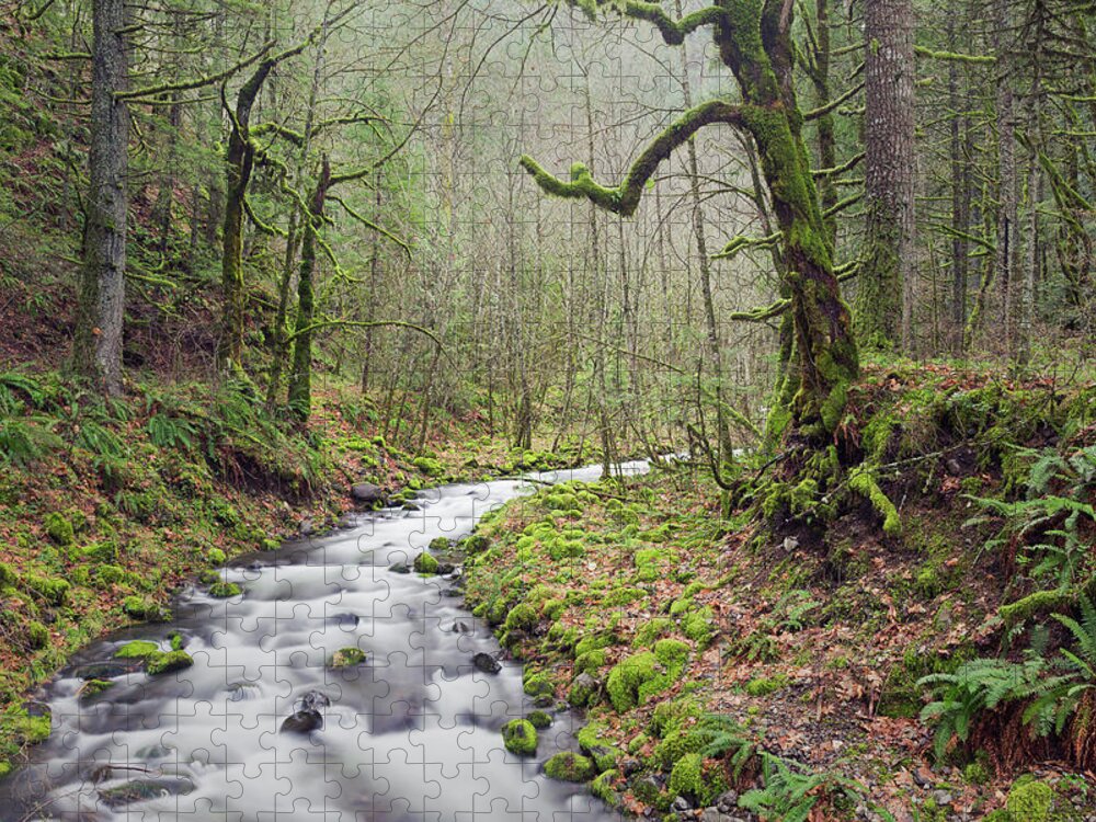 Creek Jigsaw Puzzle featuring the photograph Mossy Landscape by Nicole Young