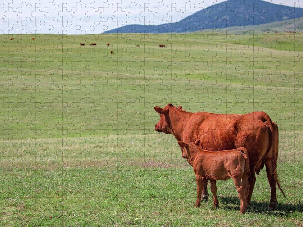 Cow Jigsaw Puzzle featuring the photograph Mother and Daughter by Todd Klassy