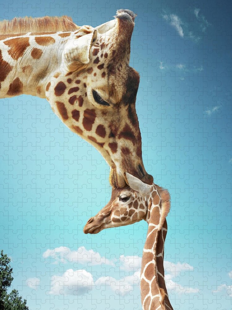 Security Jigsaw Puzzle featuring the photograph Mother Giraffe Nuzzling Calfs Head by Gandee Vasan