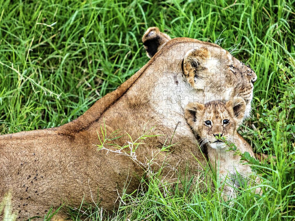 Lion Jigsaw Puzzle featuring the photograph Mother Lion and Baby Cub in Kenya Africa by Good Focused