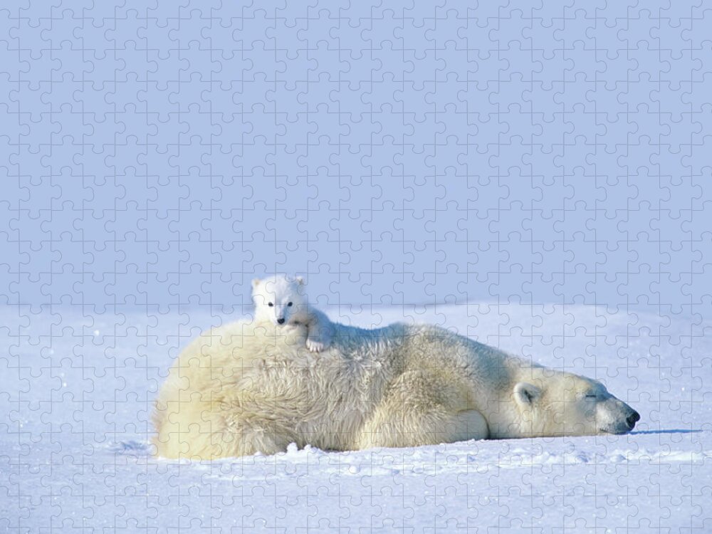 Bear Cub Jigsaw Puzzle featuring the photograph Mother Polar Bear With Cub, Lying On by Art Wolfe