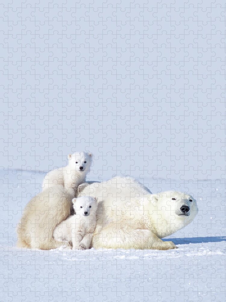 Bear Cub Jigsaw Puzzle featuring the photograph Mother Polar Bear With Cubs, Canada by Art Wolfe